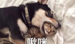 大哥爆料二哈是谁啊视频,揭秘“大哥爆料二哈是谁”视频背后的神秘人物