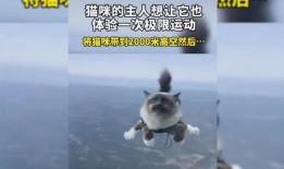 小猫有趣爆料视频大全下载,小猫趣味爆料视频大盘点