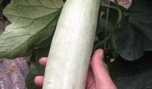 网红吃瓜的平台,揭秘娱乐圈幕后真相