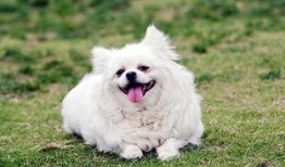 狗狗最新爆料文案搞笑图片,搞笑图片背后的秘密大揭秘！