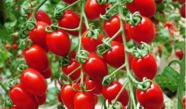 布鲁可12弹最新爆料小番茄,小番茄角色揭秘，精彩剧情引期待