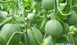 还原甜瓜爆料视频大全最新,揭秘视频大全背后的真相与内幕