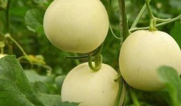 还原甜瓜爆料视频大全最新,揭秘视频大全背后的真相与内幕