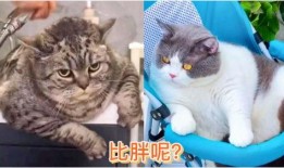 小猫有趣爆料视频大全下载,小猫趣味爆料视频大盘点