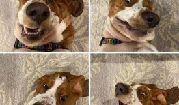 狗狗最新爆料文案搞笑图片,搞笑图片背后的秘密大揭秘！