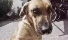 狗狗最新爆料文案搞笑图片,搞笑图片背后的秘密大揭秘！