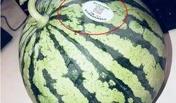 06年网红吃瓜,揭秘网络红人的崛起与争议