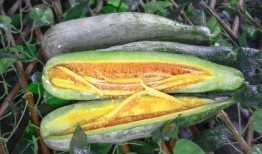 郑州网红吃瓜,揭秘幕后故事与热门话题