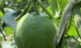 重楼娱乐吃瓜,揭秘娱乐圈最新“吃瓜”事件