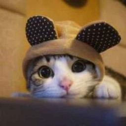 娱乐吃瓜酱猫咪视频大全